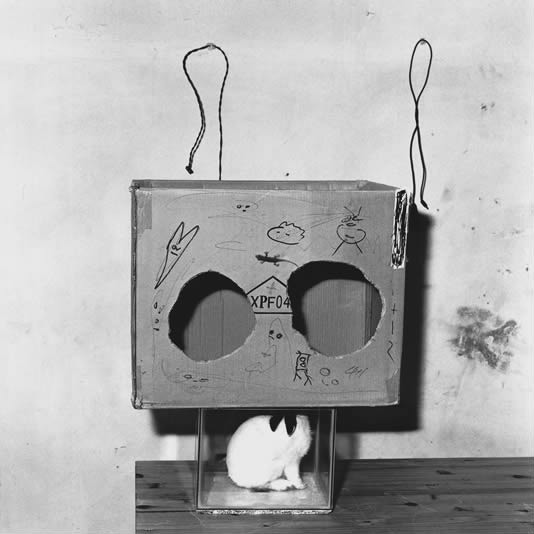 Boxed rabbit, 2002